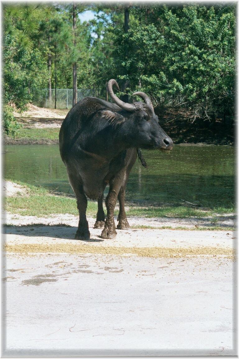 ASIATIC WATER BUFFALO 0100